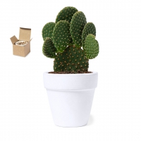 Maceta semillas de cactus incluidas konte - Ref. M1931