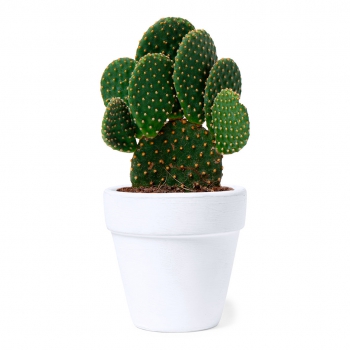 Maceta semillas de cactus incluidas konte - Ref. M1931 Maceta semillas de cactus incluidas konte - Ref. M1931